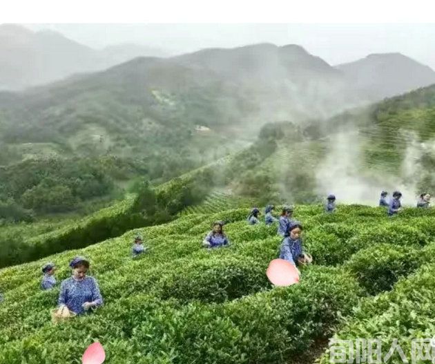 刘家胜:挥洒一滴墨,书写春天美(图2) 采茶.jpg