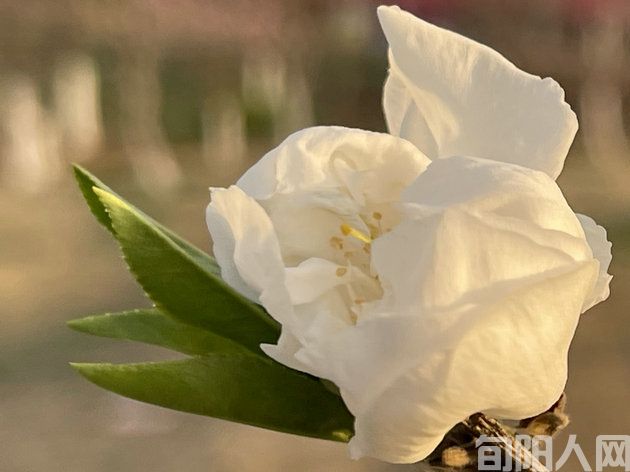 花33.jpg