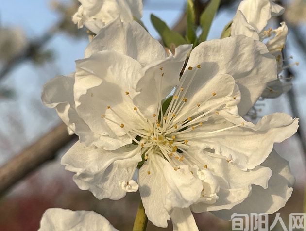 花44.jpg